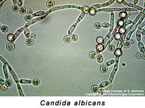 candida albicans